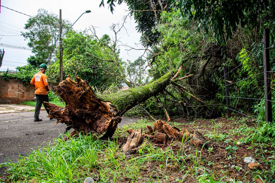 A fallen tree with a thick trunk and spreading branches lies across a street, having been recently uprooted or broken in a storm; the roots are partially exposed and moist, with soil and some small rocks visible. The tree's bark is rough and dark green moss covers parts of the trunk. Nearby, a chainsaw or pruning tool may be present, while a worker dressed in an orange high-visibility jacket and protective helmet stands to the left, assessing the situation. The surroundings include a high metal fence on one side, dense green foliage, hedge bushes, and a brick wall in the background, under an overcast sky. The ground is damp, and the street has patches of wet soil and grass, typical of a garden maintenance or outdoor storm clearance scene managed by Gardeners West Hampstead.