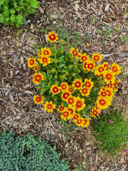A vibrant cluster of yellow and red flowers with multiple petals and green foliage is planted in a garden bed with brown bark mulch. Surrounding the flowers are various other plants, including a small green shrub with fine, dense foliage at the bottom left and a low-growing plant with thin, grass-like leaves and tiny pink flowers at the bottom right. The garden features neatly maintained borders with a clear separation between planted areas and the mulch, indicating ongoing garden maintenance by Gardeners West Hampstead. The sunlight illuminates the scene, highlighting the bright colors and textures of the flowers and leaves, with a background of soil, mulch, and additional greenery. This image showcases well-kept garden planting and hints at routine landscaping work, such as planting, trimming, and weeding, typical of professional lawn care and garden maintenance services.