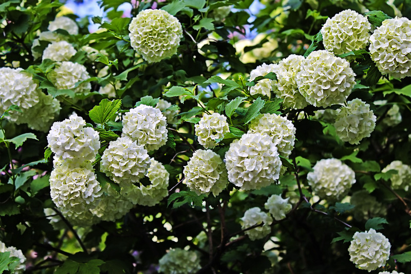 garden design Garden